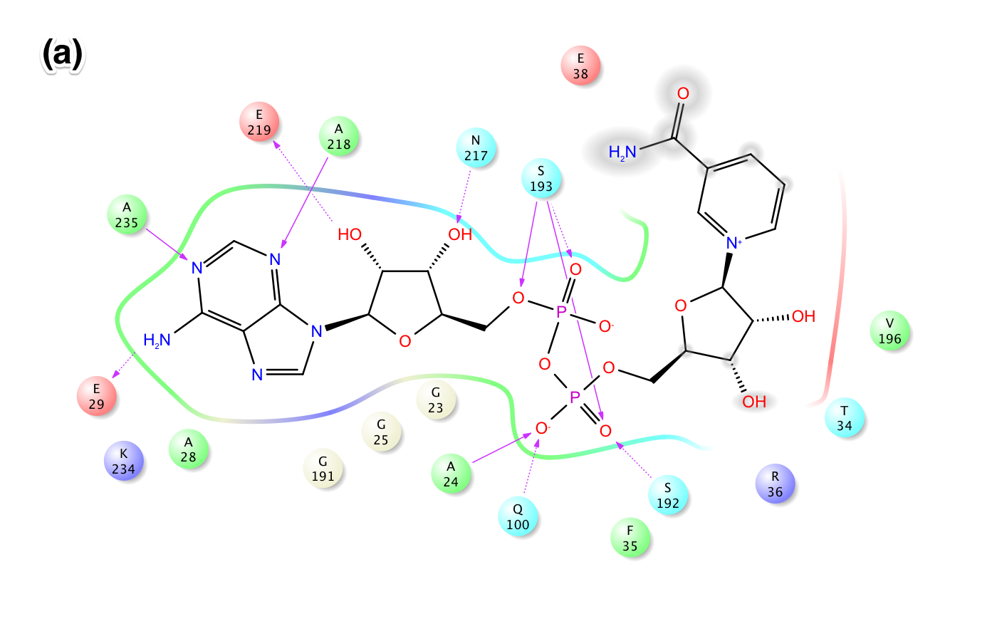 1YC2_A_NAD_cocrystallized_in_AB_pocket_of_Sir2_highlighting_residues_within_2.80_A_of_ligand.jpeg 1YC2_A_NAD_cocrystallized_in_AB_pocket_of_Sir2_highlighting_residues_within_2.80_A_of_ligand.jpeg