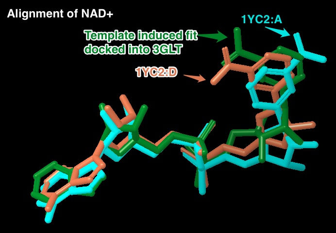 Alignment_of_1YC2_A__1YC2_D_with_SIRT3_template_induced_fit_structure_from_3GLT.jpeg