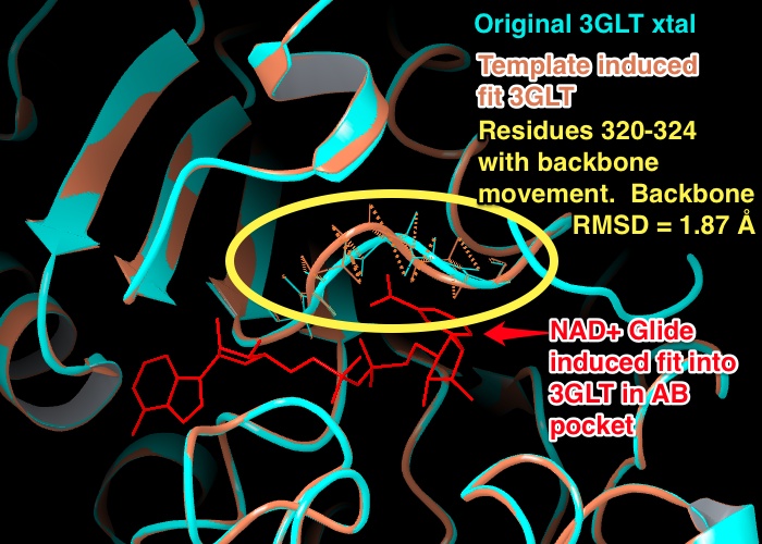 Backbone_RMSD_between_template_induced_fit_3GLT_and_3GLT_xtal_residues_320-324.jpeg Backbone_RMSD_between_template_induced_fit_3GLT_and_3GLT_xtal_residues_320-324.jpeg