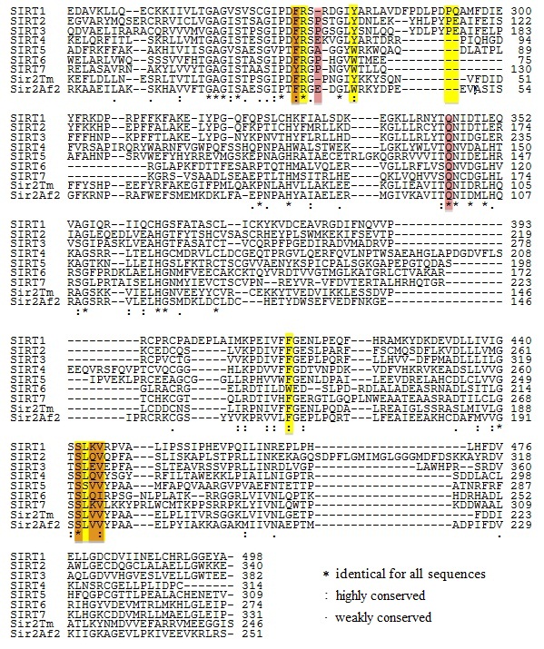 Multiple Sequence Alignment of Sirtuins with B-pocket Residues Highlighted.jpg Multiple Sequence Alignment of Sirtuins with B-pocket Residues Highlighted.jpg