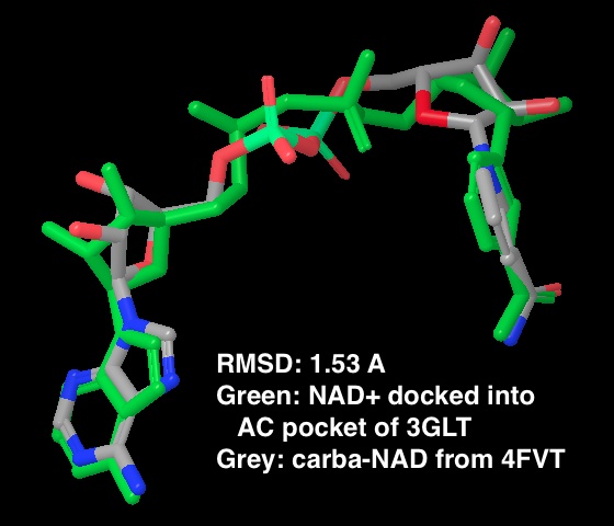RMSD_between_carba-NAD_of_4FVT_and_docked_NAD__into_AC_pocket_of_3GLT.jpeg RMSD_between_carba-NAD_of_4FVT_and_docked_NAD__into_AC_pocket_of_3GLT.jpeg