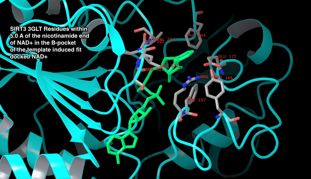 SIRT3_3GLT_Residues_within_5.0_A_of_the_nicotinamide_end_of_NAD__in_the_B_pocket.jpeg SIRT3_3GLT_Residues_within_5.0_A_of_the_nicotinamide_end_of_NAD__in_the_B_pocket.jpeg
