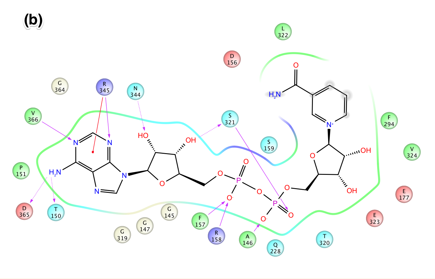 SIRT3_template_induced_fit_docking_into_3GLT_ligand_interaction_diagram_NAD_in_AB_pocket_.jpeg SIRT3_template_induced_fit_docking_into_3GLT_ligand_interaction_diagram_NAD_in_AB_pocket_.jpeg