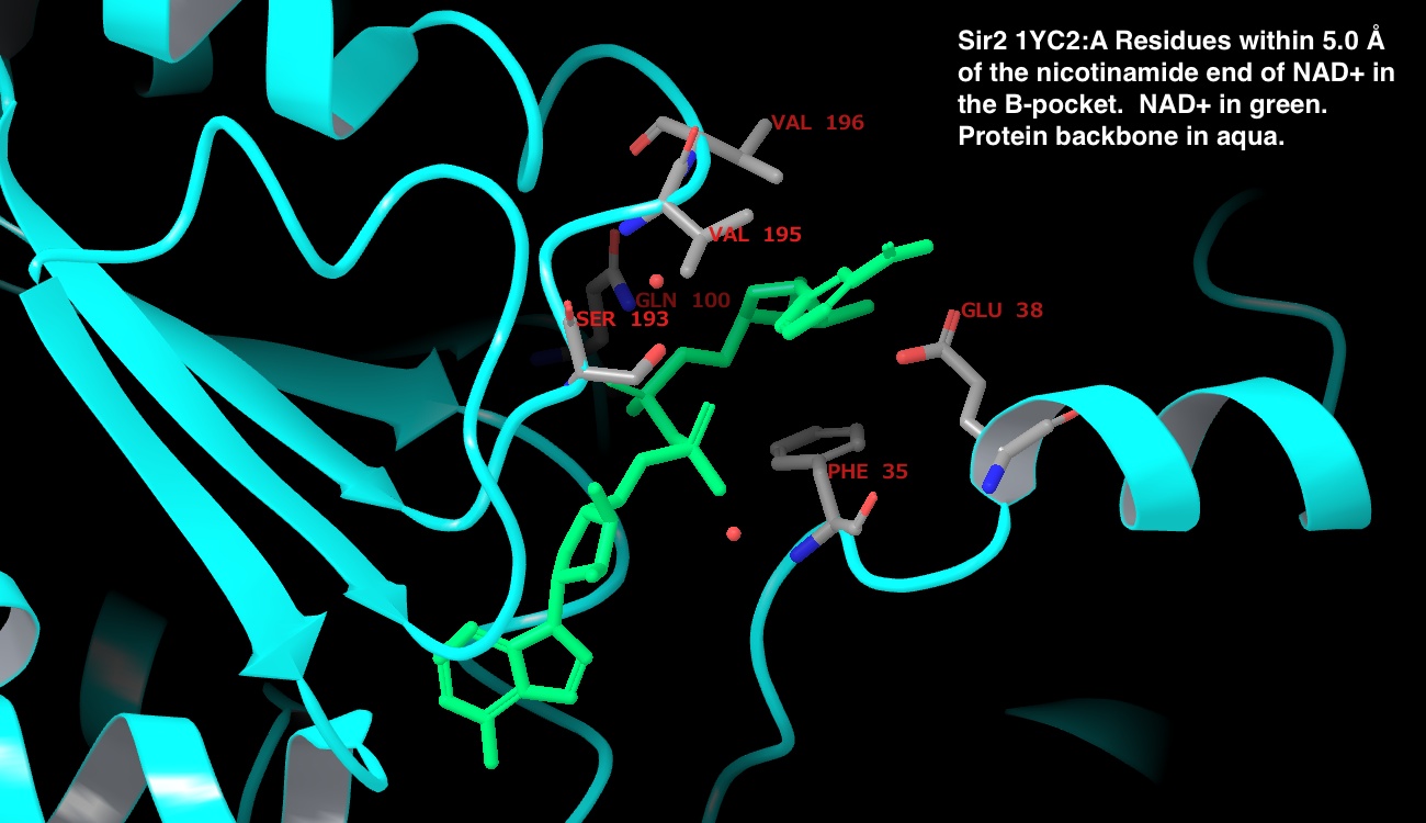 Sir2_1YC2_A_Residues_within_5.0_A_of_the_nicotinamide_end_of_NAD__in_the_B_pocket.jpeg Sir2_1YC2_A_Residues_within_5.0_A_of_the_nicotinamide_end_of_NAD__in_the_B_pocket.jpeg