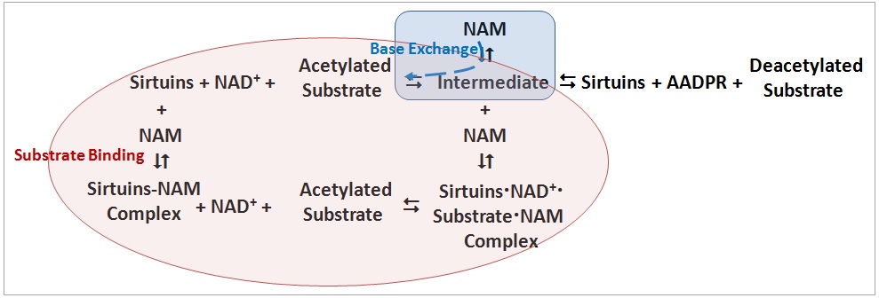 Substrate binding vs Base Exchange_2.jpg Substrate binding vs Base Exchange_2.jpg